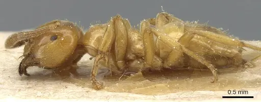 Lasius subglaber - CASENT0905688