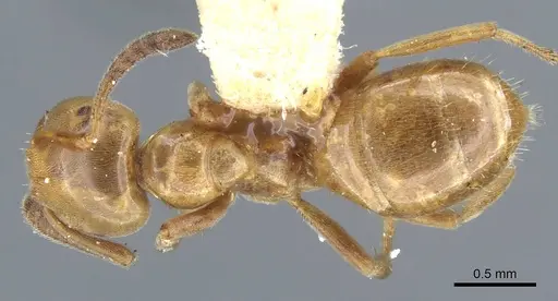 Lasius subglaber - CASENT0905689