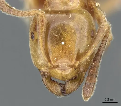 Lasius subglaber - CASENT0905689
