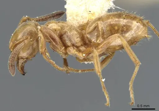 Lasius subglaber - CASENT0905689