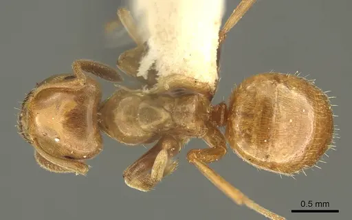 Lasius subglaber - CASENT0915706