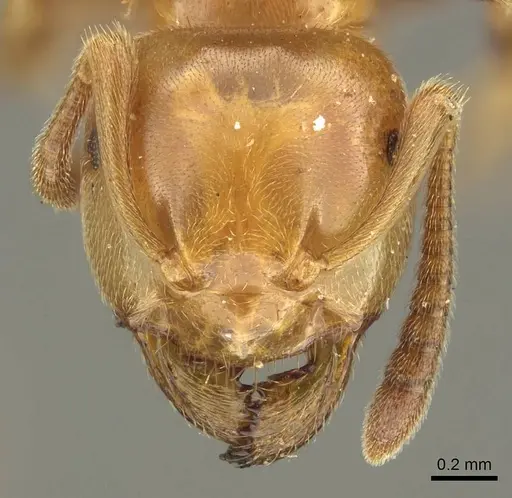 Lasius subglaber - CASENT0915706
