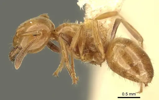 Lasius subglaber - CASENT0915706