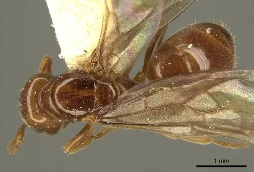 Lasius subglaber - CASENT0915707