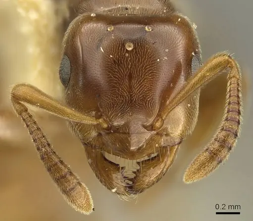Lasius subglaber - CASENT0915707