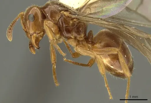 Lasius subglaber - CASENT0915707