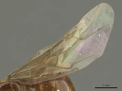 Lasius subglaber - CASENT0915707