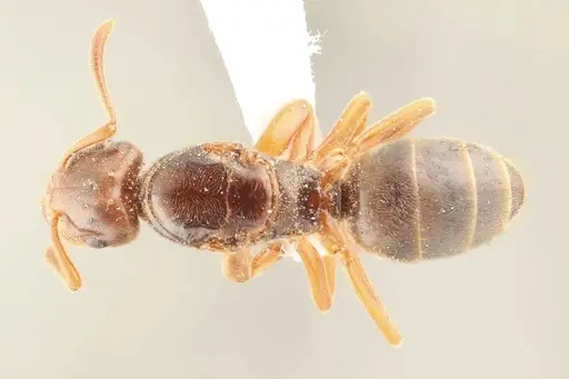 Lasius subglaber - WRME536099