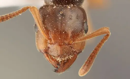 Lasius subglaber - WRME536099
