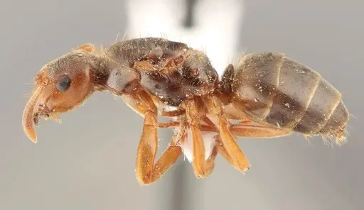 Lasius subglaber - WRME536099