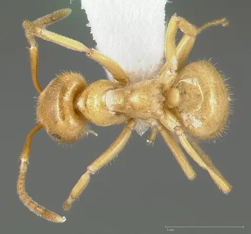 Lasius subumbratus specimen