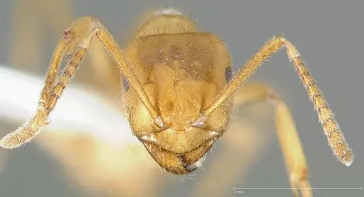 Lasius subumbratus specimen