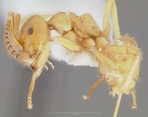 Lasius subumbratus specimen