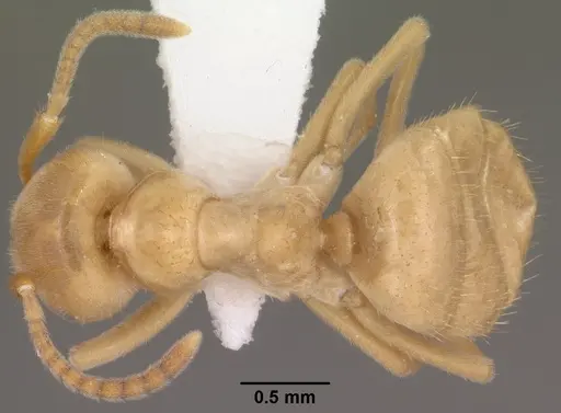 Lasius subumbratus - CASENT0102807