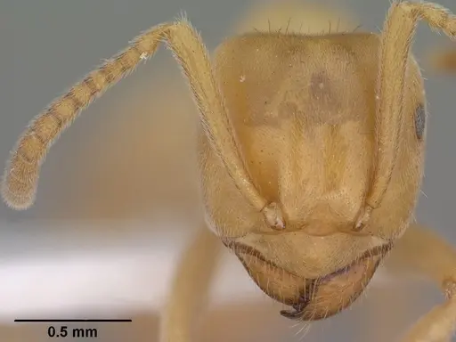 Lasius subumbratus - CASENT0102807