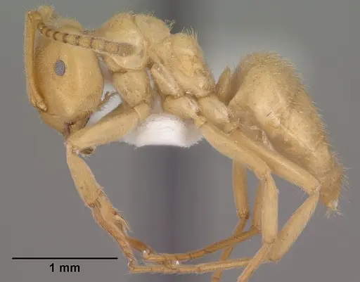 Lasius subumbratus - CASENT0102807