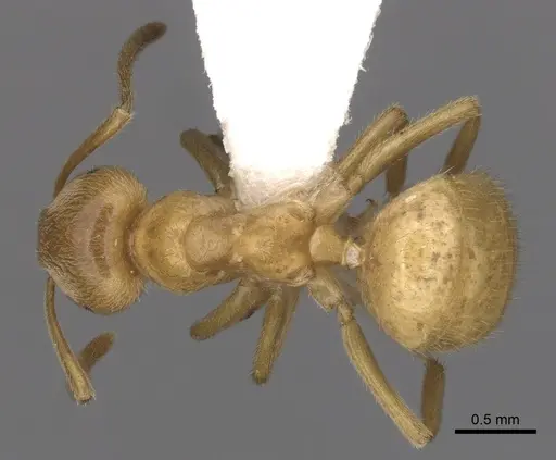 Lasius subumbratus - CASENT0280467