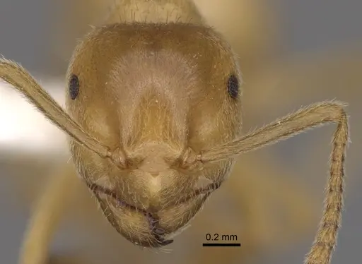 Lasius subumbratus - CASENT0280467