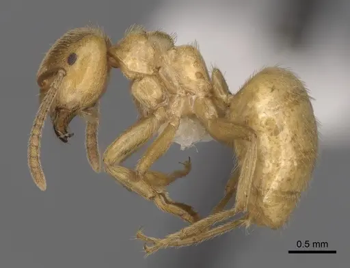 Lasius subumbratus - CASENT0280467