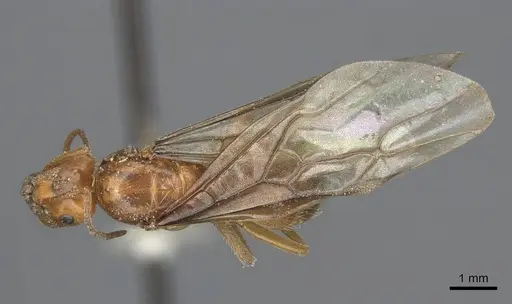 Lasius subumbratus - CASENT0923064