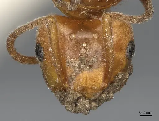 Lasius subumbratus - CASENT0923064