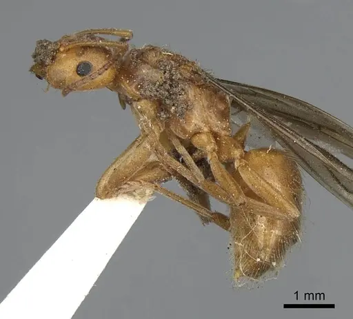 Lasius subumbratus - CASENT0923064