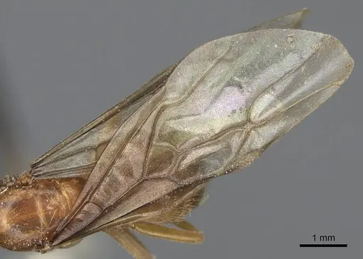 Lasius subumbratus - CASENT0923064