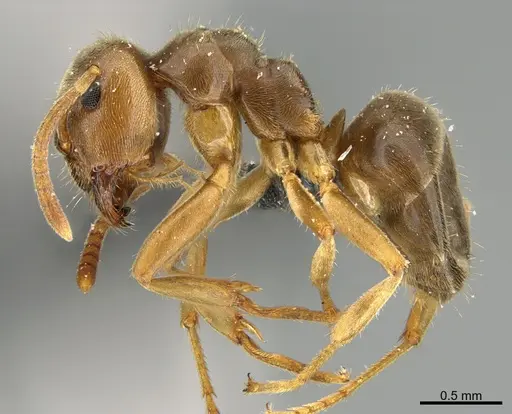 Lasius subumbratus - CASENT0923604
