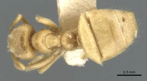 Lasius talpa specimen
