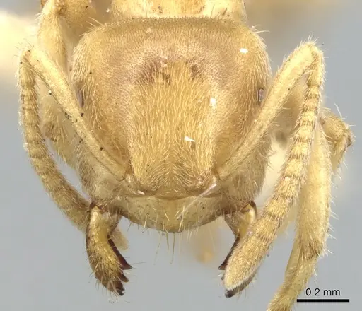 Lasius talpa specimen