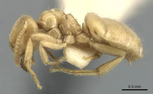 Lasius talpa specimen