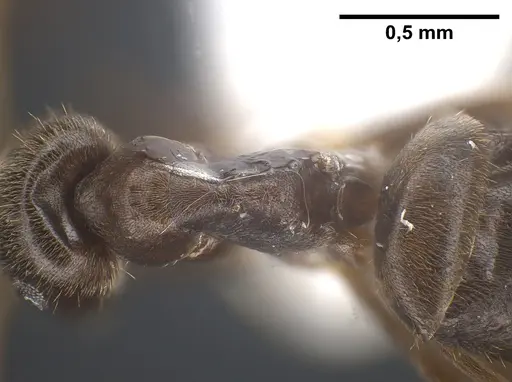 Lasius tapinomoides specimen