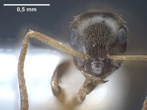 Lasius tapinomoides specimen