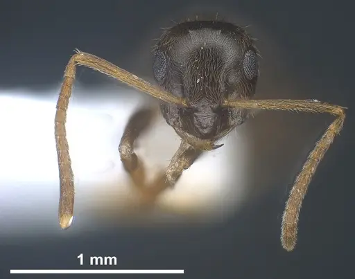 Lasius tapinomoides - ANTWEB1041454