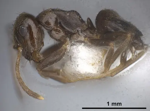 Lasius tapinomoides - ANTWEB1041454