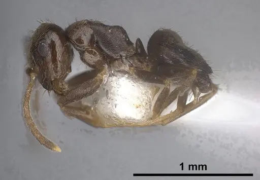 Lasius tapinomoides - ANTWEB1041454