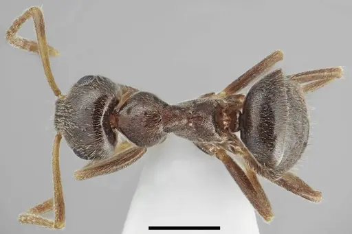 Lasius tapinomoides - CASENT0845075