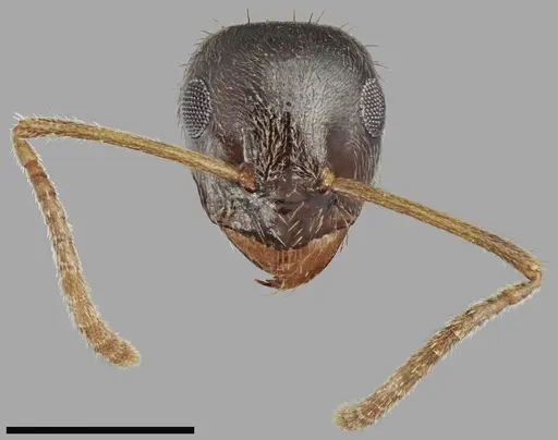 Lasius tapinomoides - CASENT0845075
