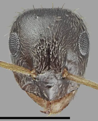 Lasius tapinomoides - CASENT0845075