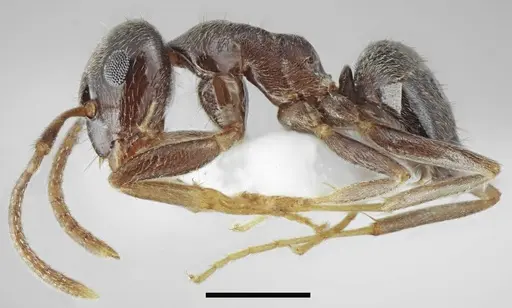 Lasius tapinomoides - CASENT0845075