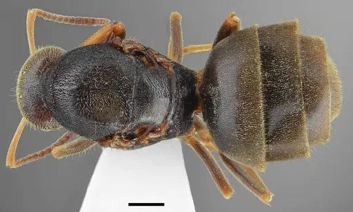 Lasius tapinomoides - CASENT0845076