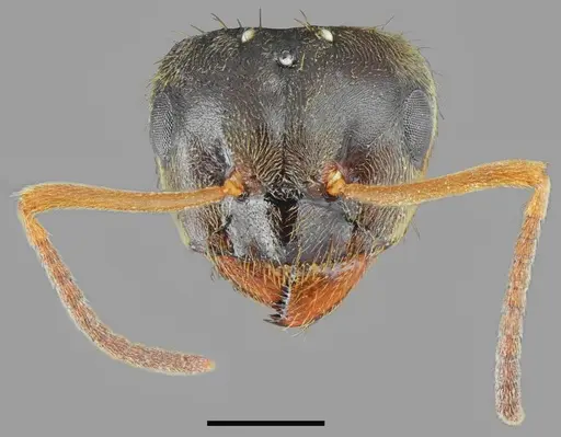 Lasius tapinomoides - CASENT0845076