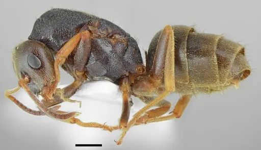 Lasius tapinomoides - CASENT0845076