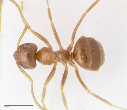Lasius tebessae specimen