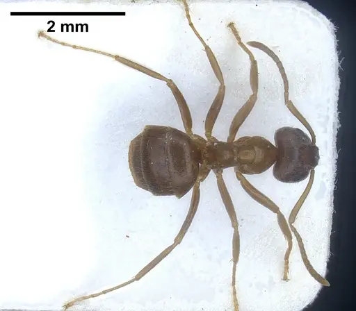 Lasius tebessae specimen