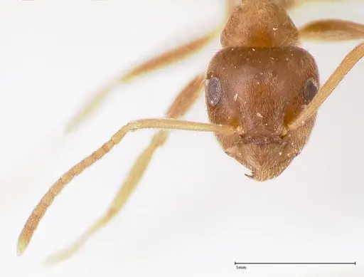 Lasius tebessae specimen