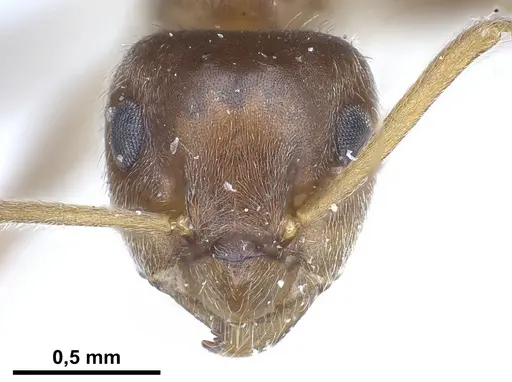 Lasius tebessae - FOCOL0742