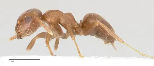 Lasius tebessae - FOCOL0742