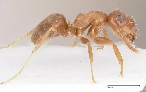 Lasius tebessae - FOCOL0742