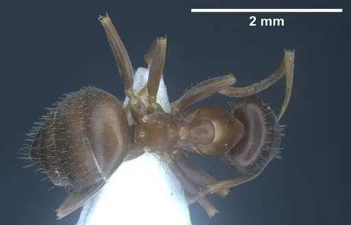Lasius tunisius specimen